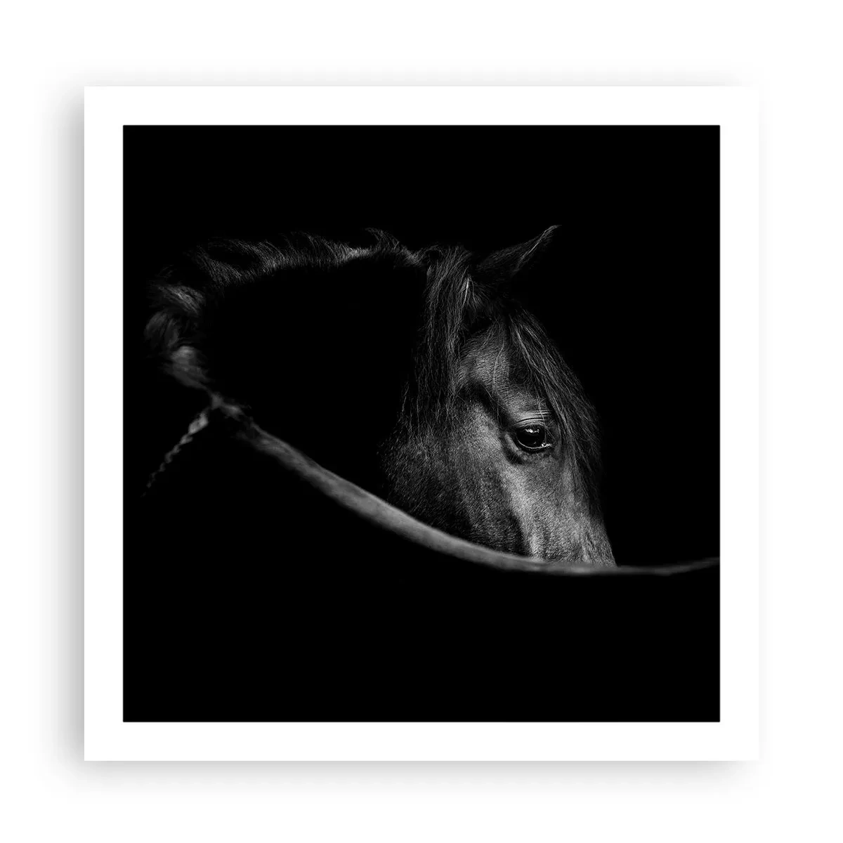 Poszter - Fekete herceg - 60x60 cm