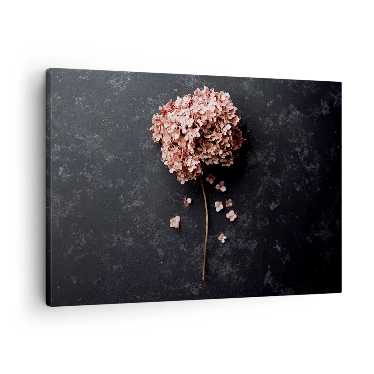 Vászonkép - Egy finom hortenzia virág sötét háttér előtt - 70x50cm - Egy igazán romantikus jel - Modern fali dekoráció nappalihoz és hálószobához ARTTOR