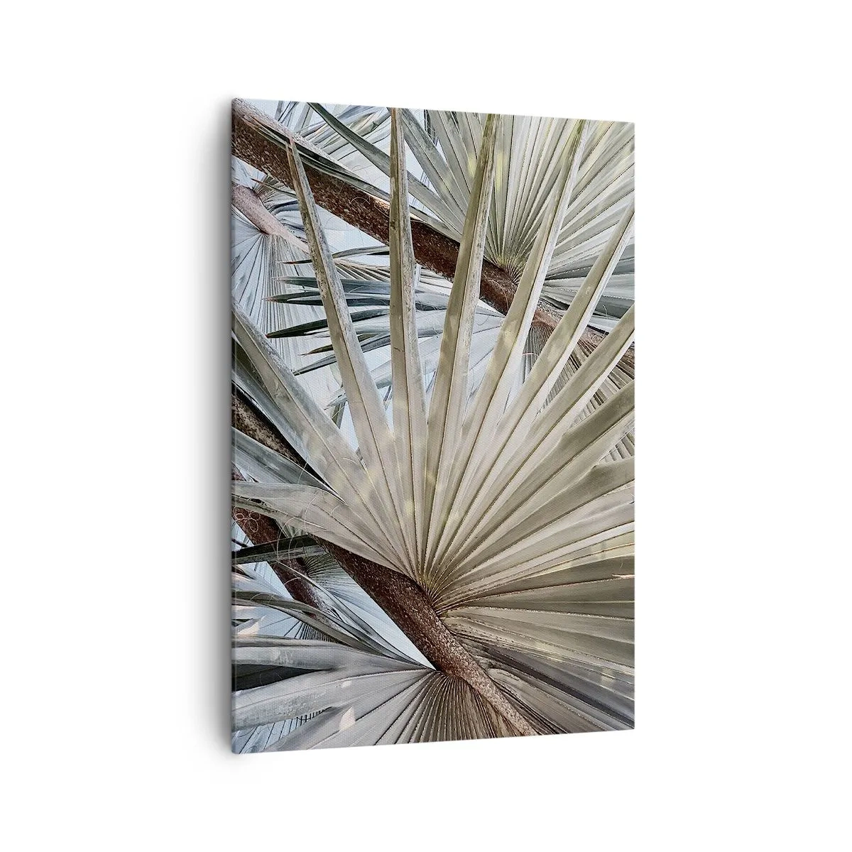 Vászonkép - Legyező a trópusokon - 70x100 cm