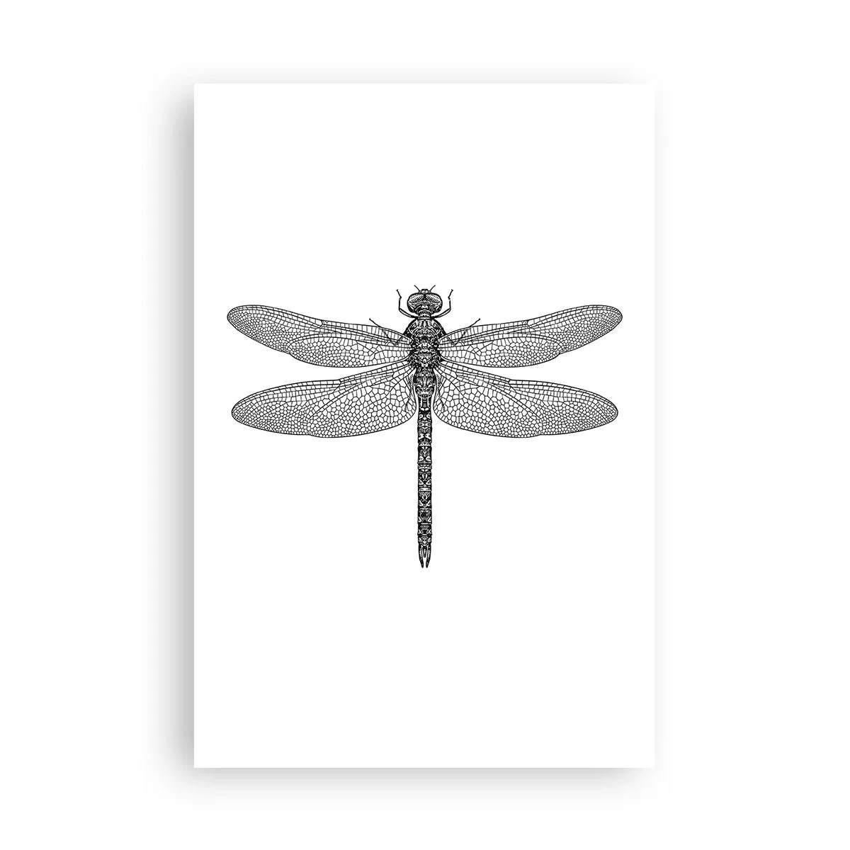 Poszter - A természet precizitása - 61x91 cm