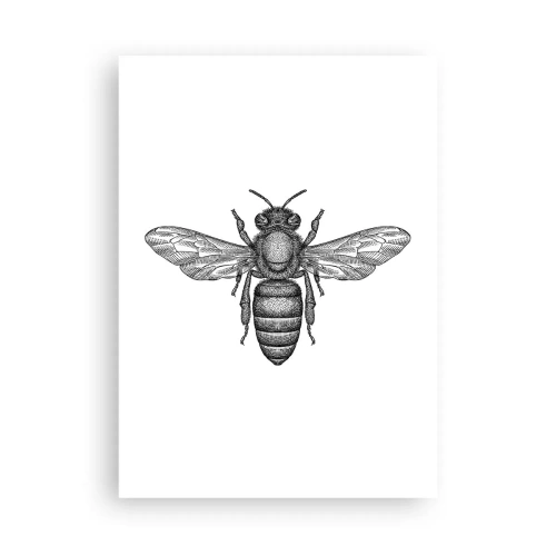 Poszter - Rovar portré - 50x70 cm