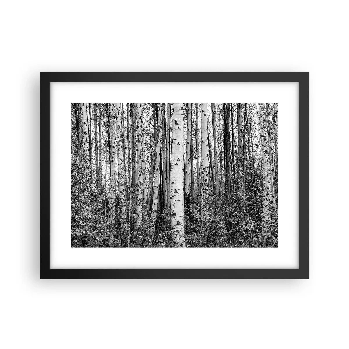 Poszter fehér keretben - Nyírfa oszlopsor - 40x30 cm