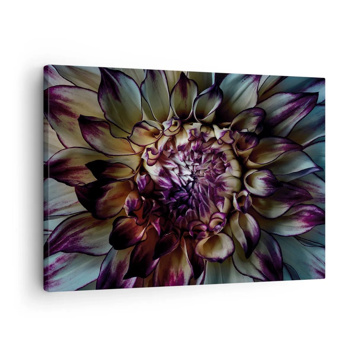 Vászonkép - Dália virág közeli képe sötét tónusokban - 70x50cm - A fiatalság kivirágzása - Modern fali dekoráció nappalihoz és hálószobához ARTTOR