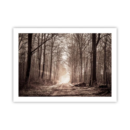 Poszter - Erdei katedrális - 70x50 cm