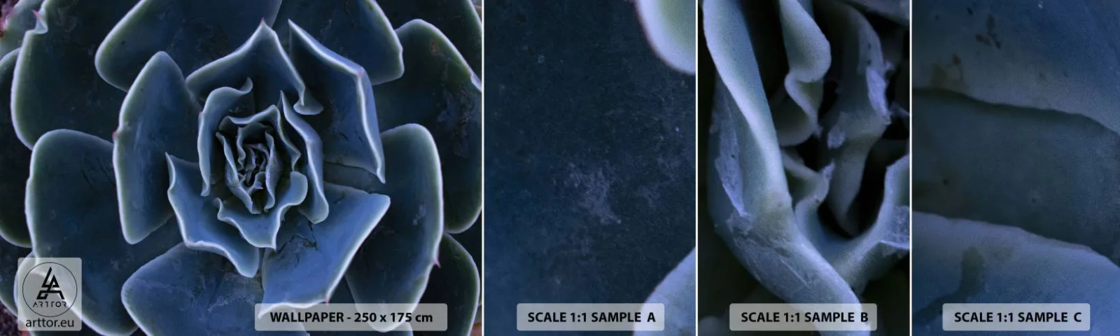 Fotótapéta Minta Standard Eco - A sivatag virága - Agave virág, Virág, Természet - 100x30 cm