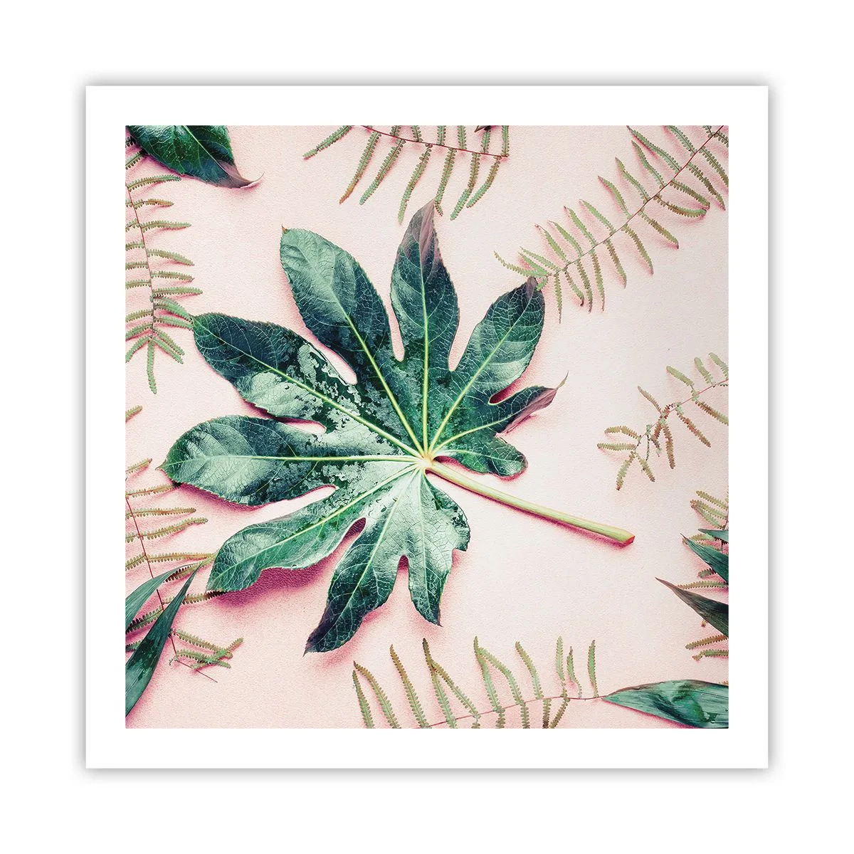 Poszter - A zöld tanulmánya a rózsaszín háttérben - 60x60 cm