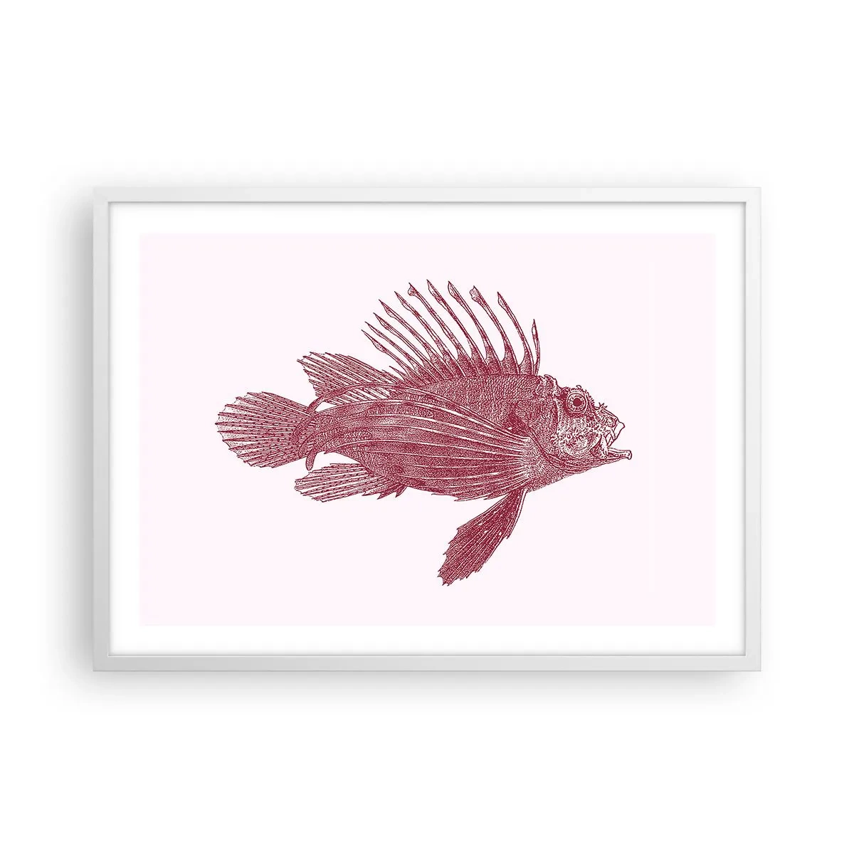 Poszter fekete keretben - Egzotikus vizek lakója - 70x50 cm