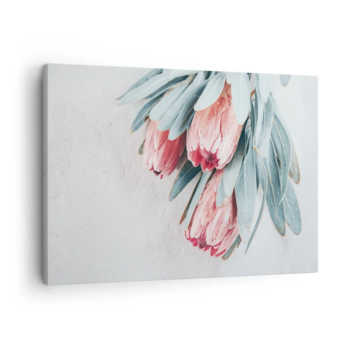 Vászonkép - Finom rózsaszín protea virágok világos háttér előtt - 70x50cm - Szégyellve saját szépségüket - Modern fali dekoráció nappalihoz és hálószobához ARTTOR