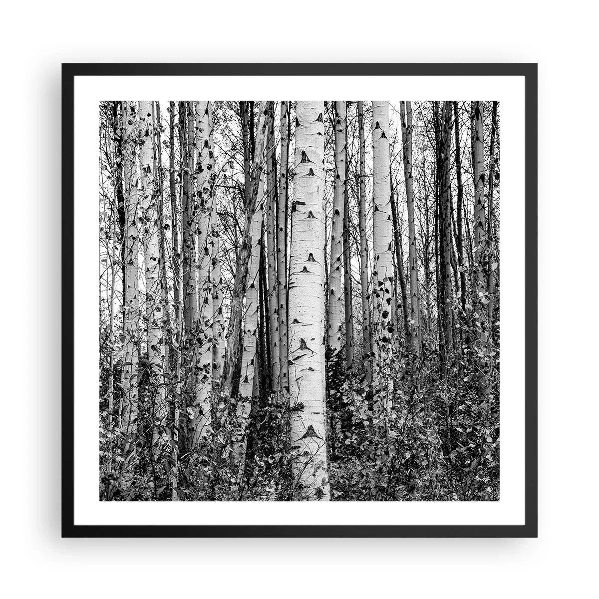 Poszter fehér keretben - Nyírfa oszlopsor - 60x60 cm