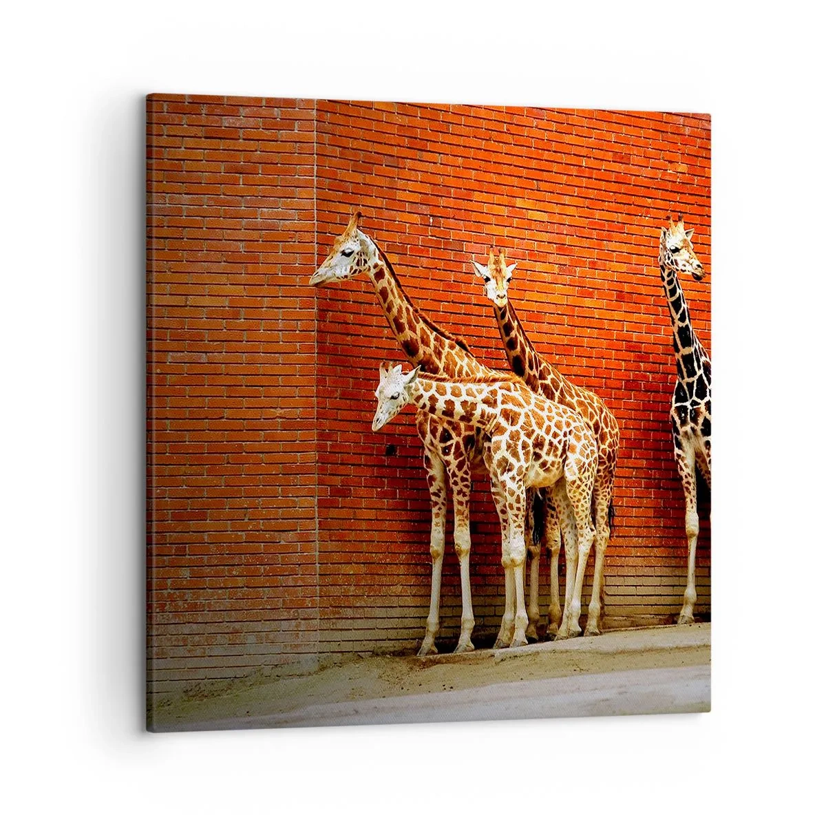 Vászonkép - Láttok akácot? - 50x50 cm