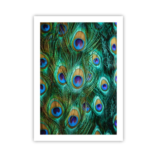 Poszter - Pávaszemű pillantás - 50x70 cm