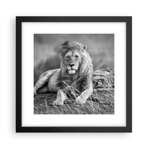 Poszter fehér keretben - Királyi szieszta - 30x30 cm