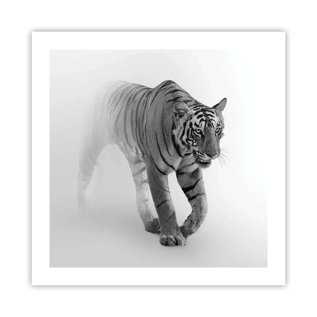 Poszter - Elrejtőzik a ködben - 50x50 cm