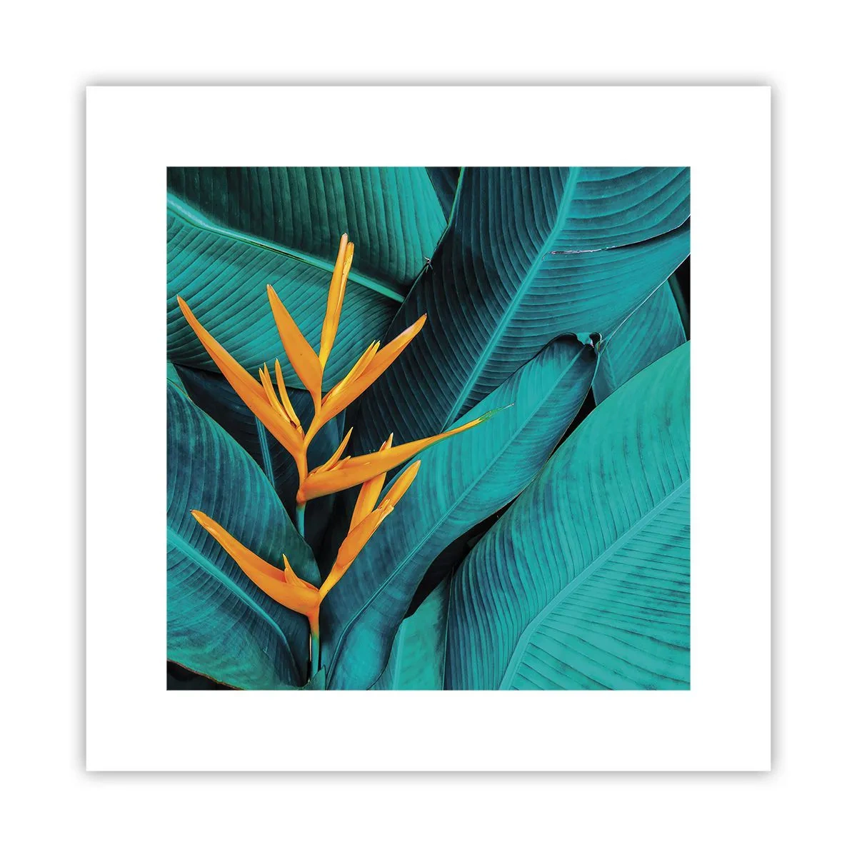 Poszter - Éden virága - 30x30 cm