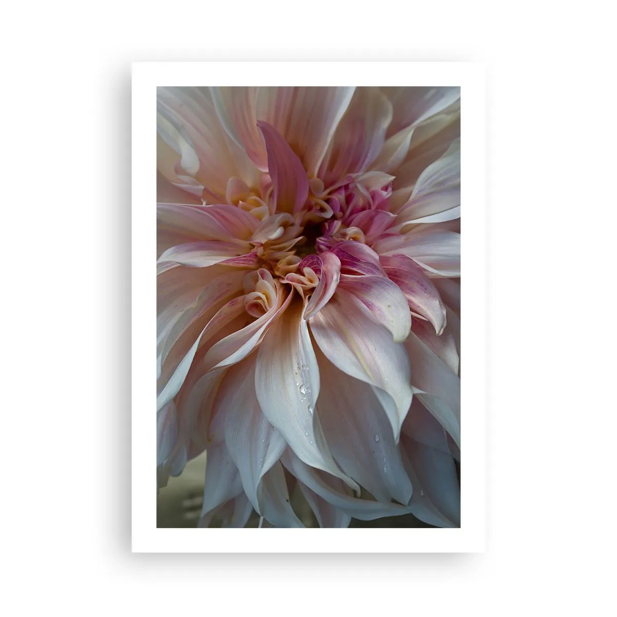 Poszter - Virágzó frissesség - 50x70 cm