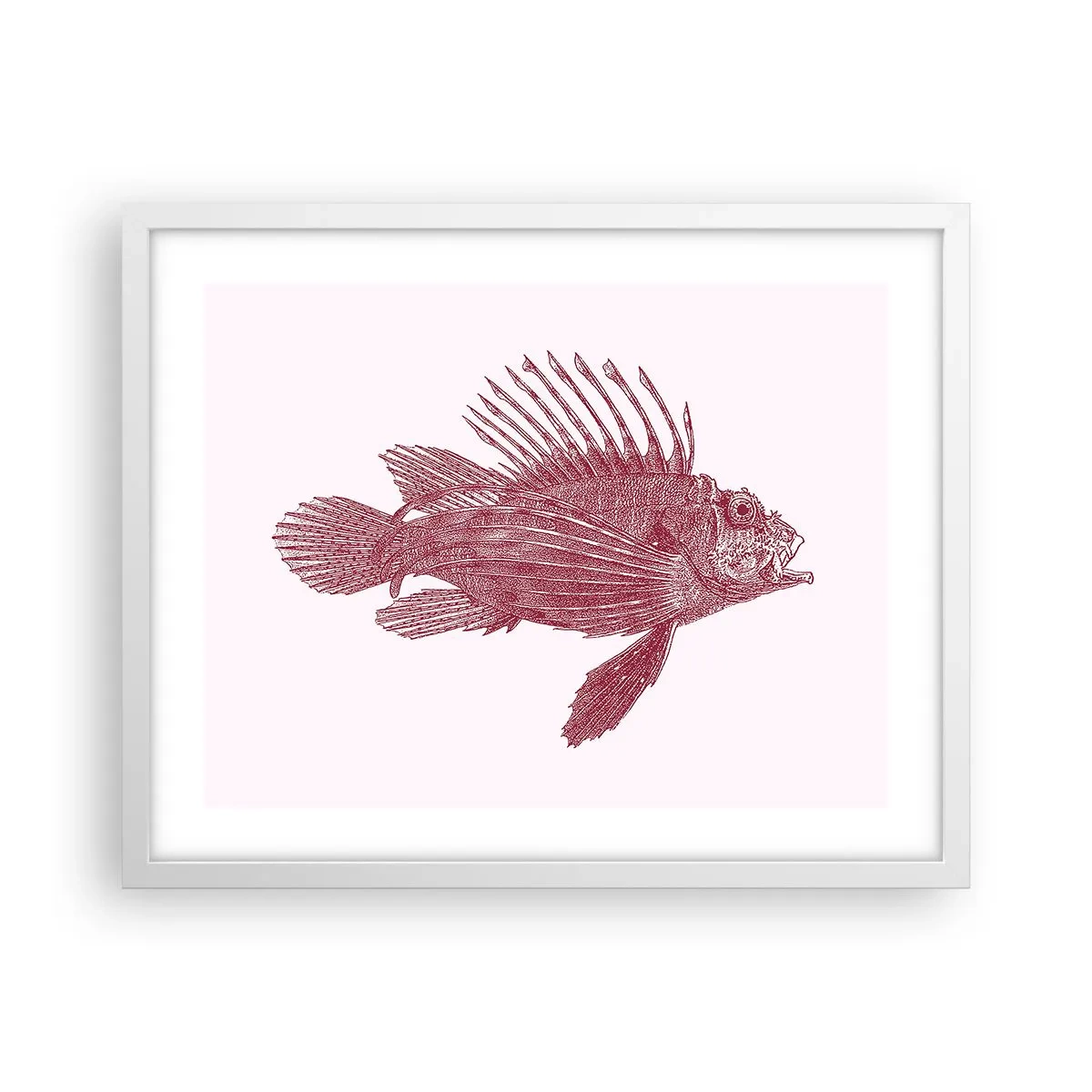 Poszter fekete keretben - Egzotikus vizek lakója - 50x40 cm