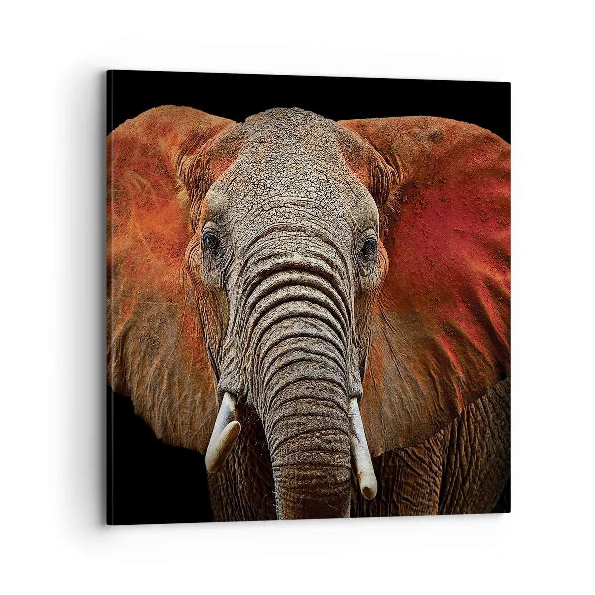 Vászonkép - Én vad vagyok, és te? - 70x70 cm