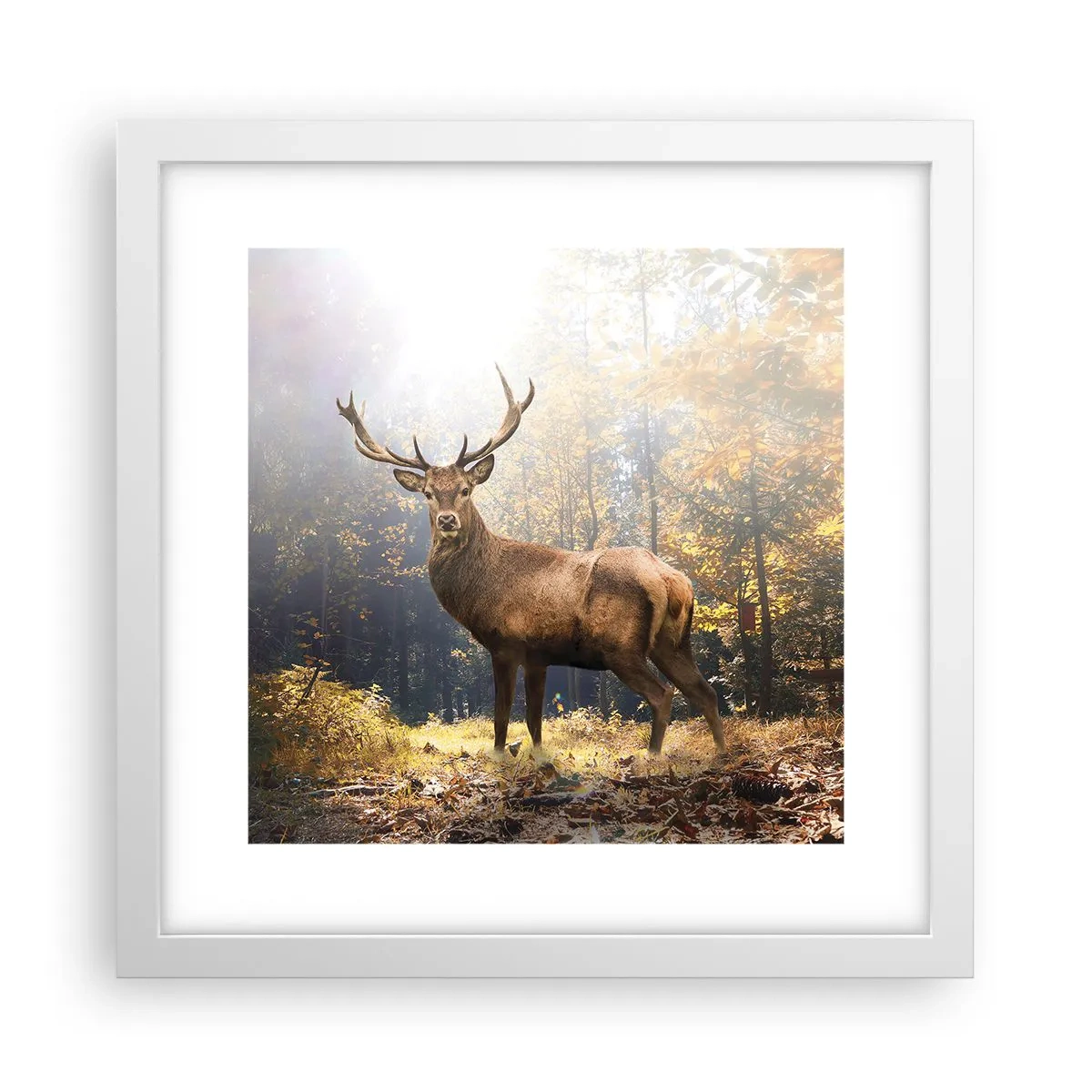 Poszter fekete keretben - Teljes fenségben - 30x30 cm