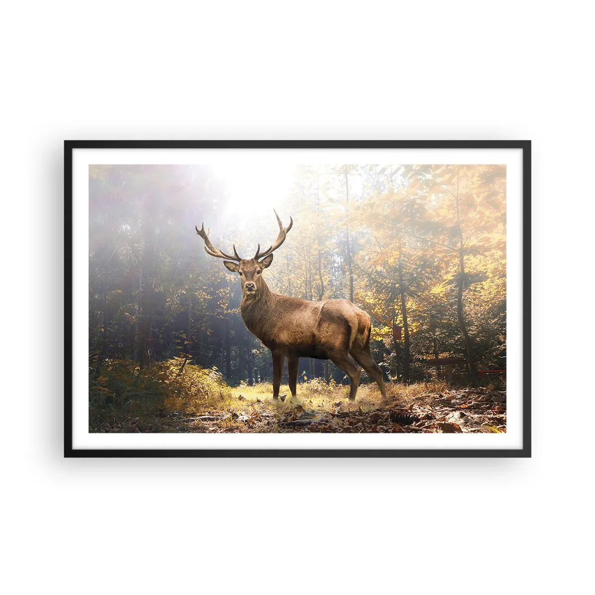 Poszter fehér keretben - Teljes fenségben - 91x61 cm