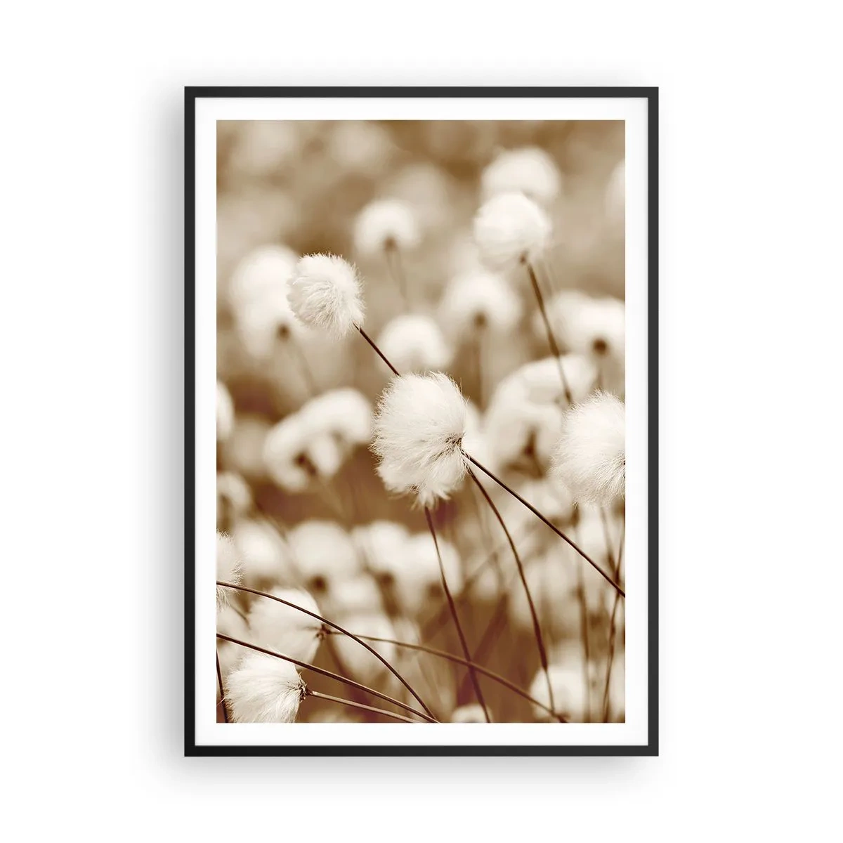 Poszter fehér keretben - Bolyhos termés - 70x100 cm
