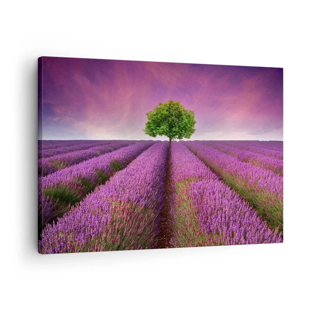 Vászonkép - Levendula mező egy magányos fával és lila éggel - 70x50cm - Levendulaföldeken - Modern fali dekoráció nappalihoz és hálószobához ARTTOR
