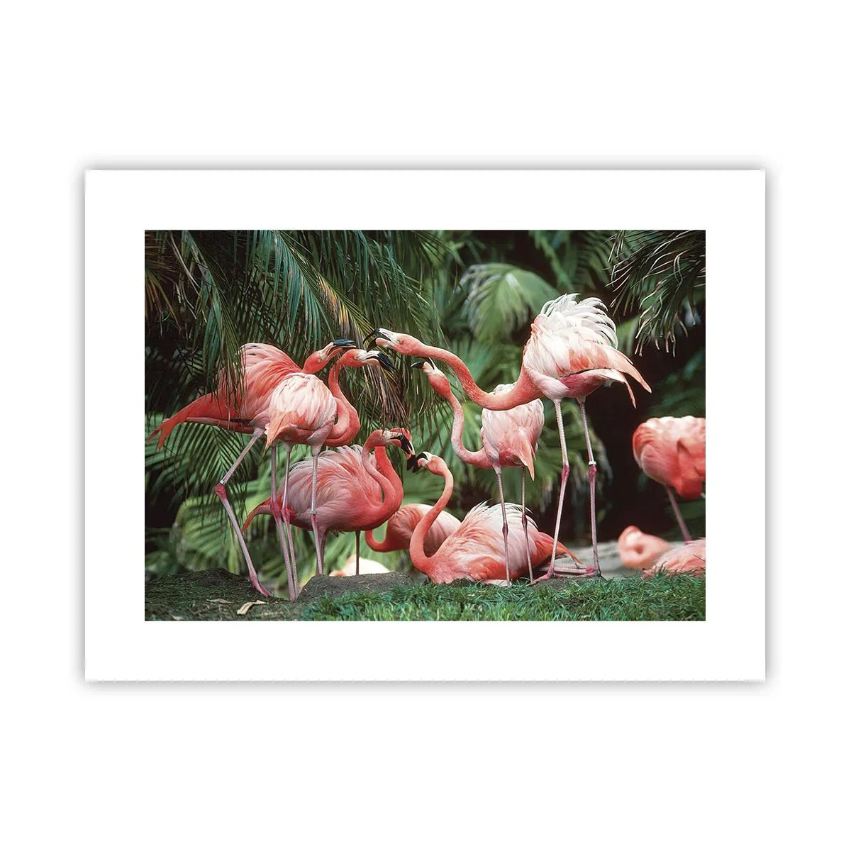 Poszter - Délutáni pletyka - 40x30 cm