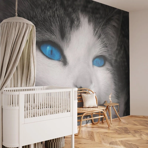 Öntapadós Fotótapéta Deluxe Sticker - Különleges kékszemű - Állatok, Macska, Kék szemek - 100x70 cm