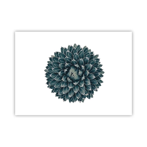 Poszter - A sivatag csillaga - 70x50 cm