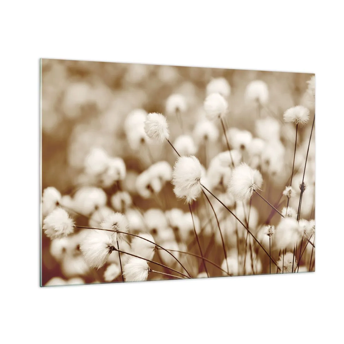 Üveg kép - Bolyhos termés - 100x70 cm