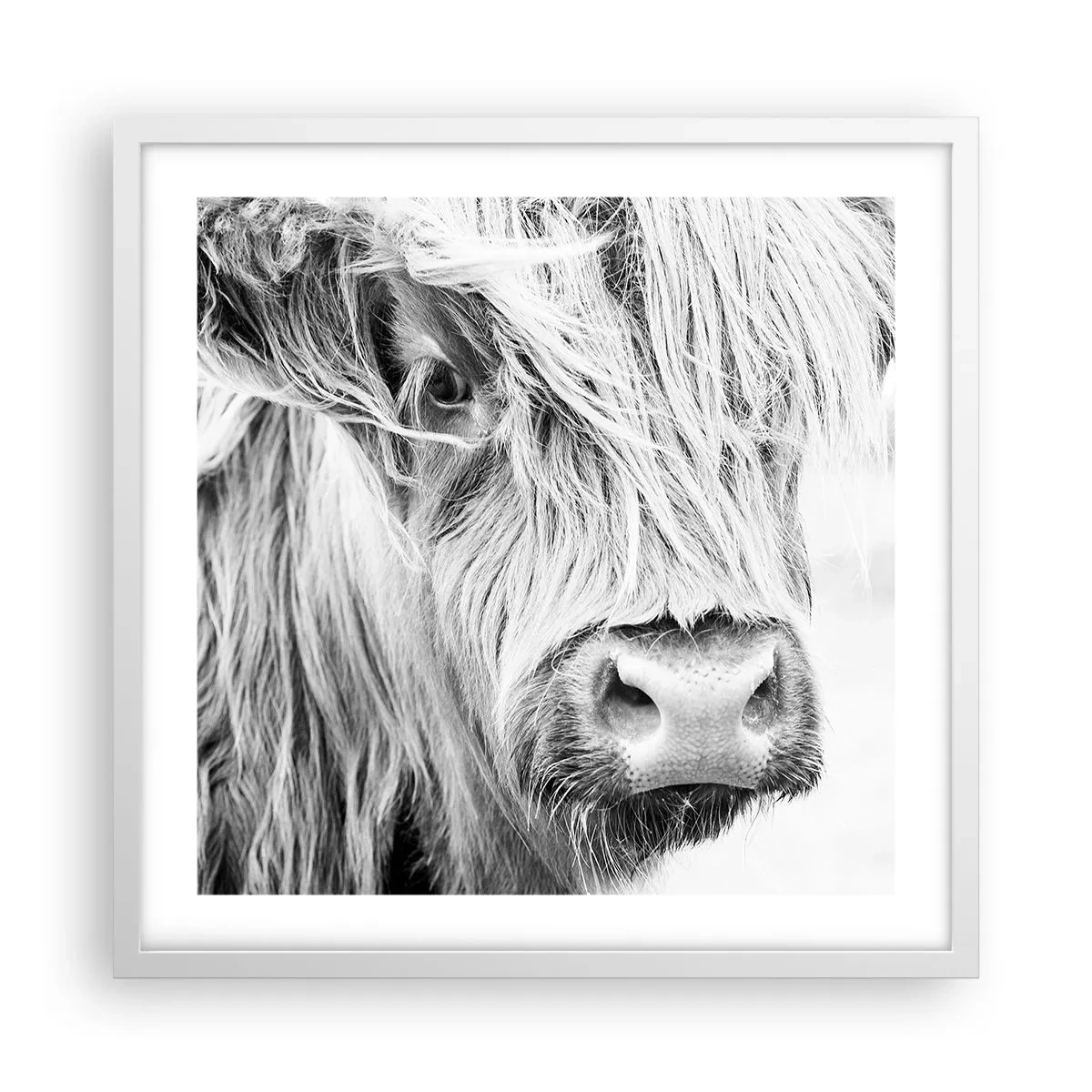 Poszter fekete keretben - Skót vadság - 50x50 cm