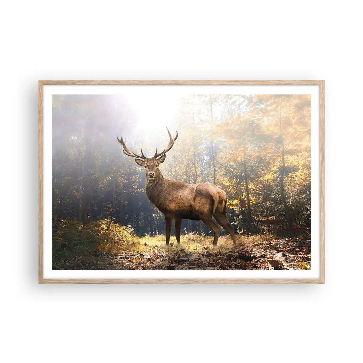 Poszter világos tölgy keretben - Teljes fenségben - 100x70 cm