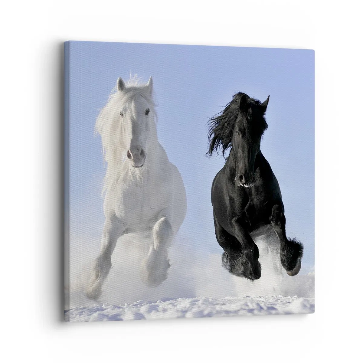 Vászonkép - Fekete-fehér galopp - 30x30 cm