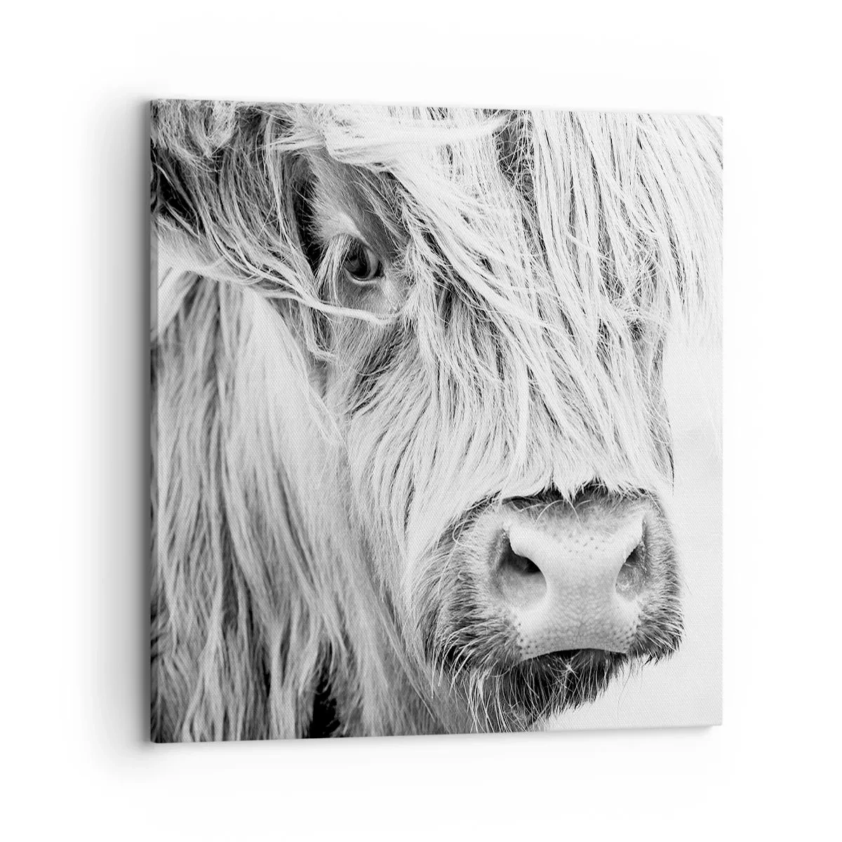 Vászonkép - Skót vadság - 70x70 cm