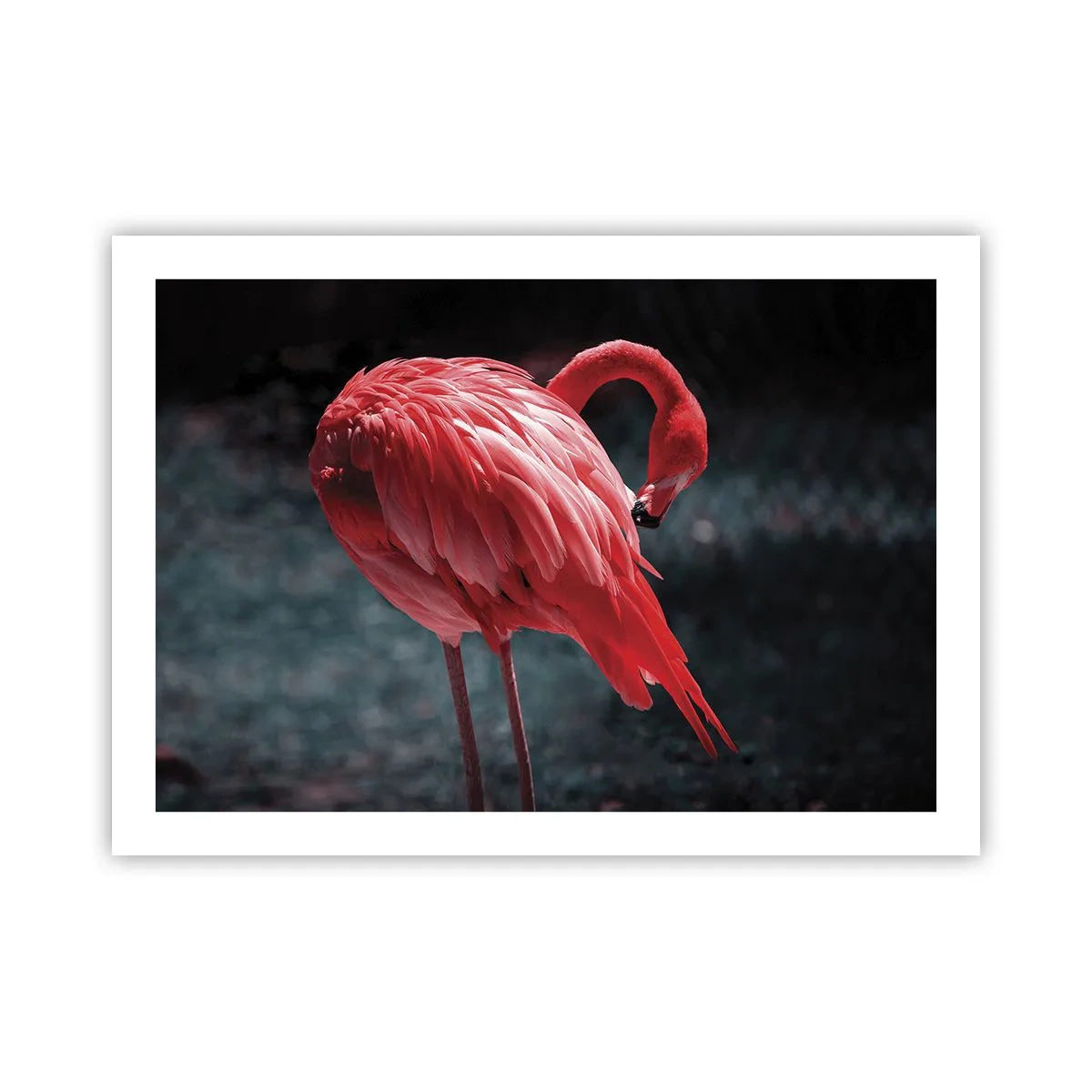 Poszter - A természet karmazsinvörös verse - 70x50 cm