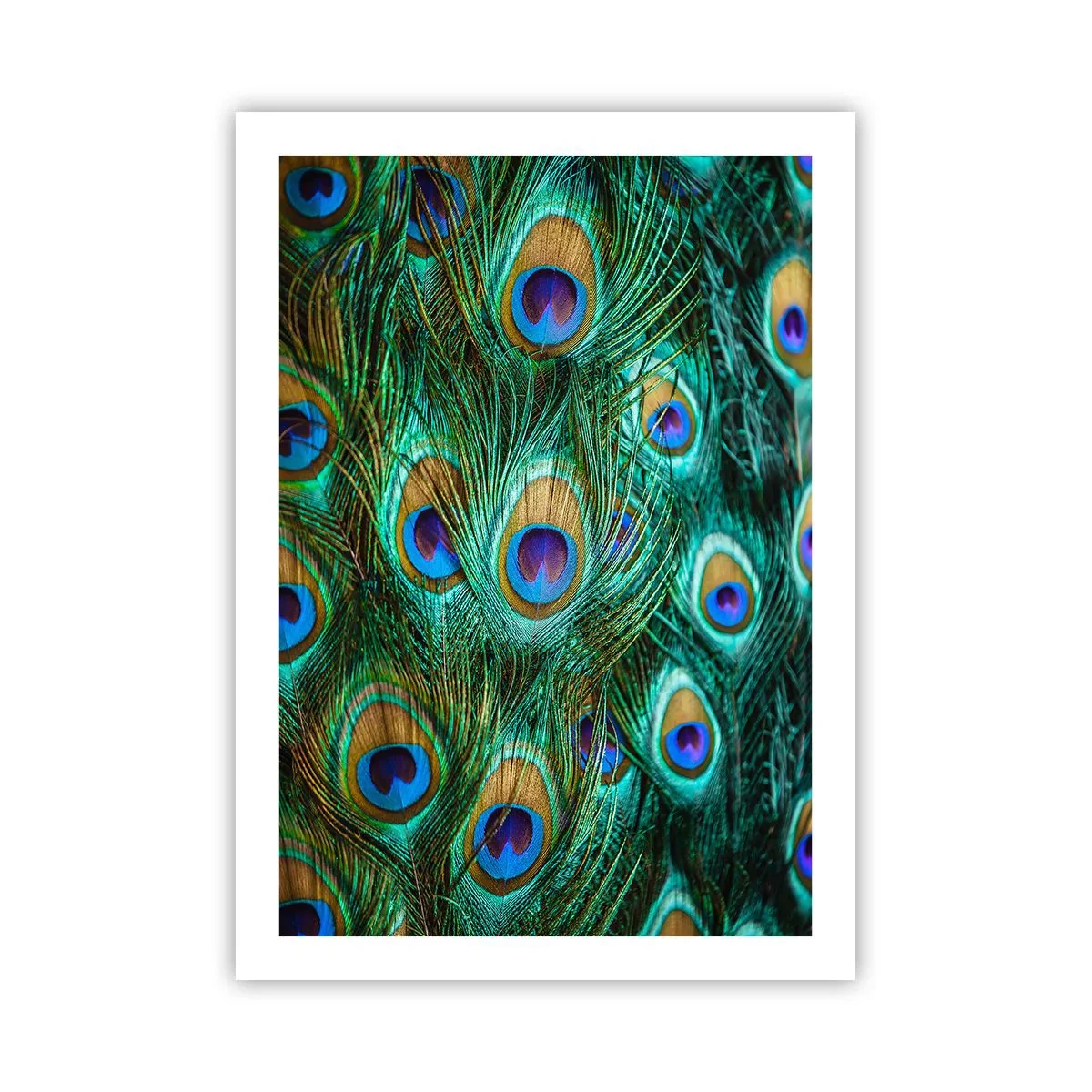 Poszter - Pávaszemű pillantás - 50x70 cm