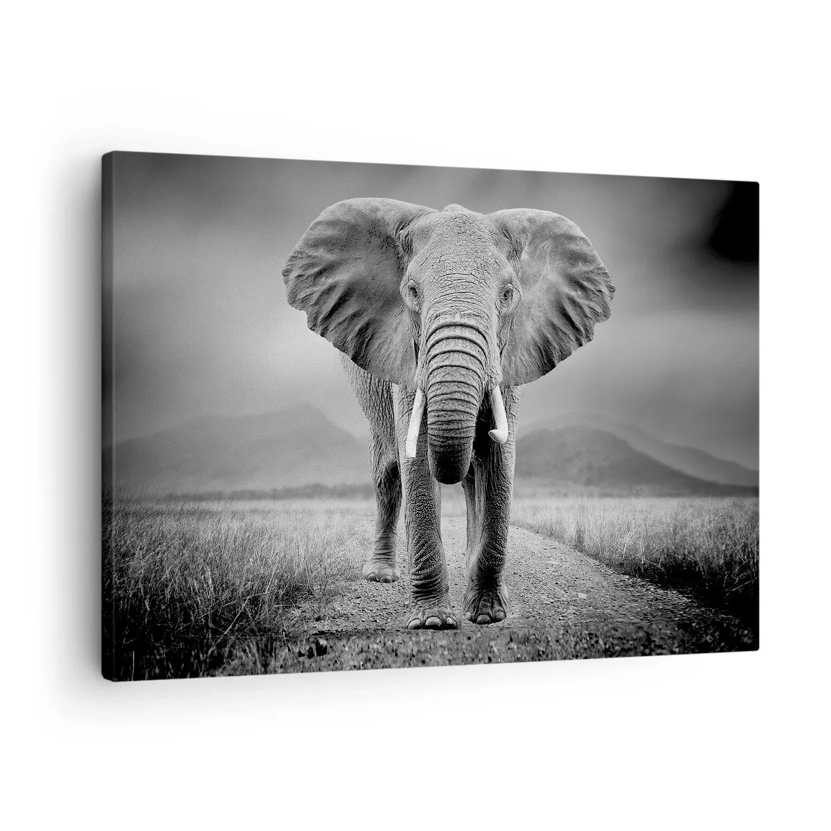 Vászonkép - Egy hatalmas elefánt a szavannán monokróm tónusokban - 70x50cm - A házigazda üdvözli - Modern fali dekoráció nappalihoz és hálószobához ARTTOR