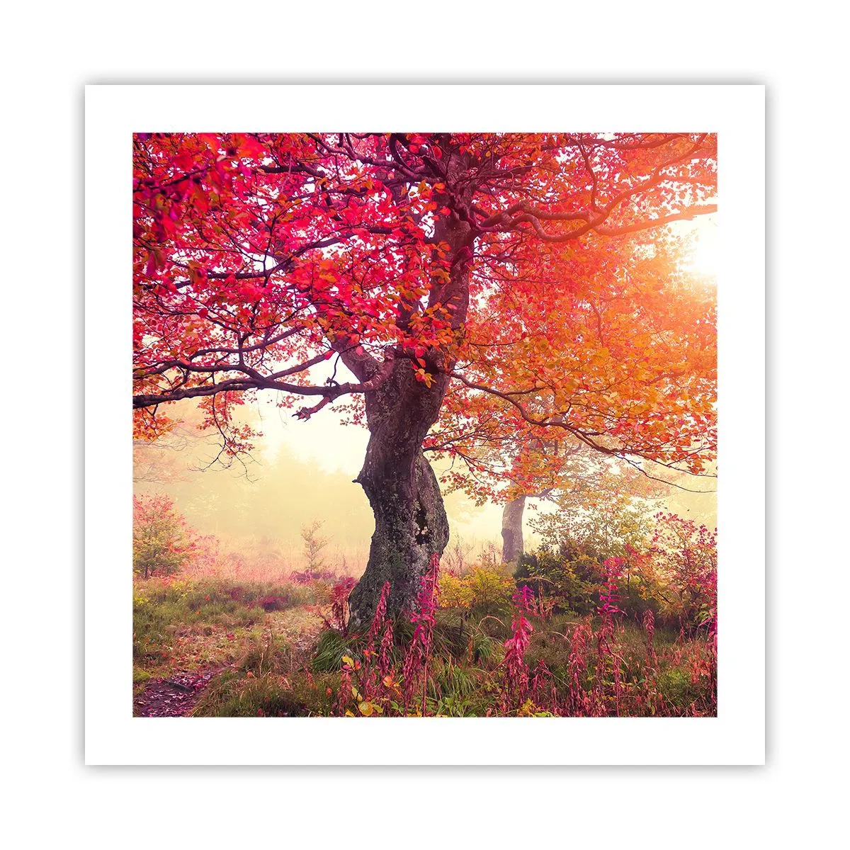 Poszter - Virágzás őrülete - 50x50 cm