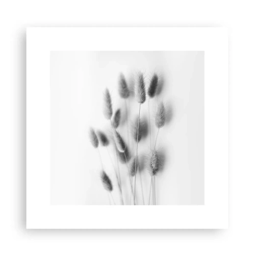 Poszter - A bolyhos fű - 30x30 cm