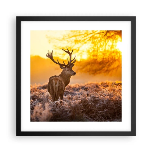 Poszter fehér keretben - Az őszi erdő királya - 40x40 cm