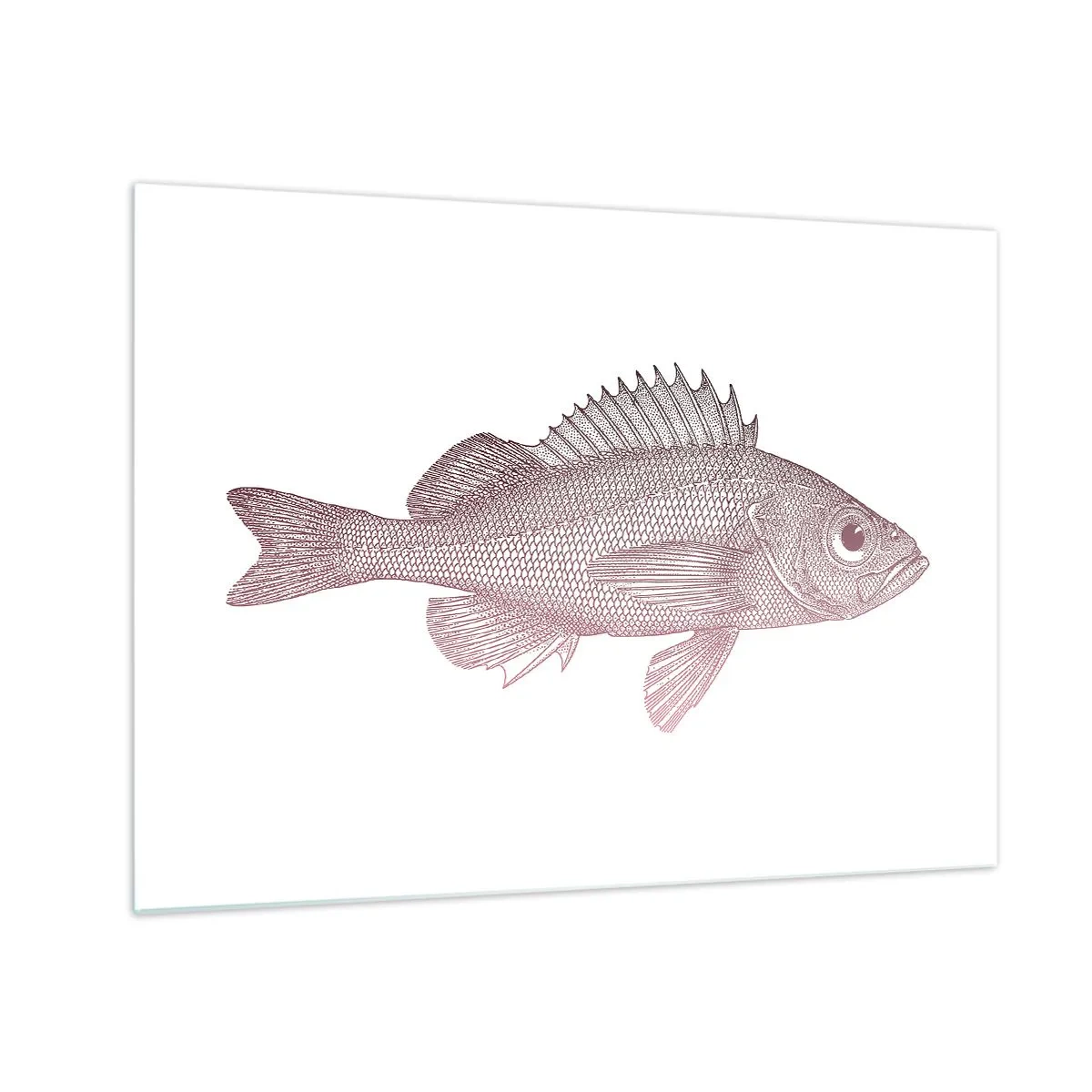 Üveg kép - Egy hal grafikája nagy szemmel, retró stílusban, fehér alapon - 70x50cm - Nagyszemű hal - Modern fali dekoráció nappalihoz és hálószobához ARTTOR