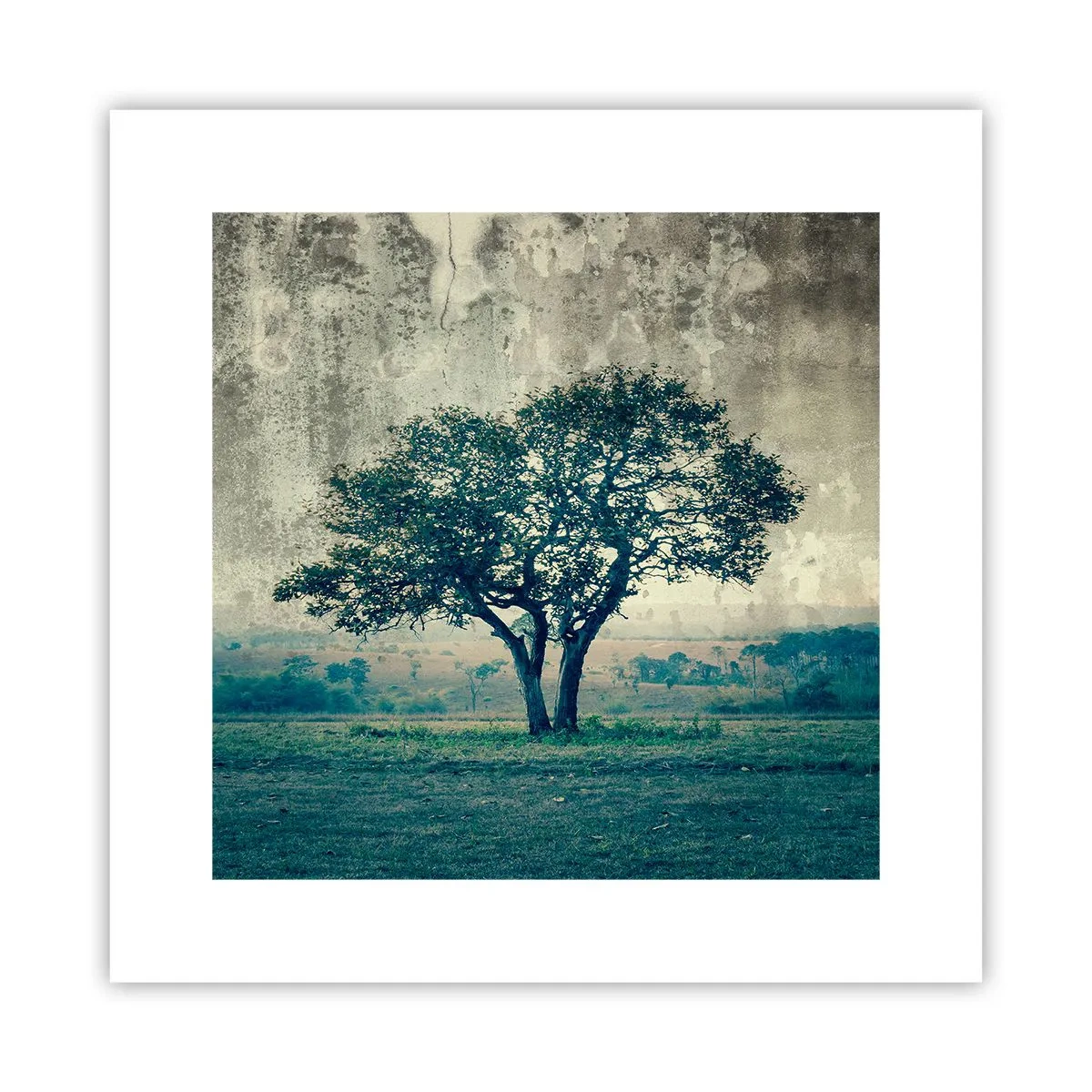 Poszter - Almafa a kék mezőn? - 30x30 cm