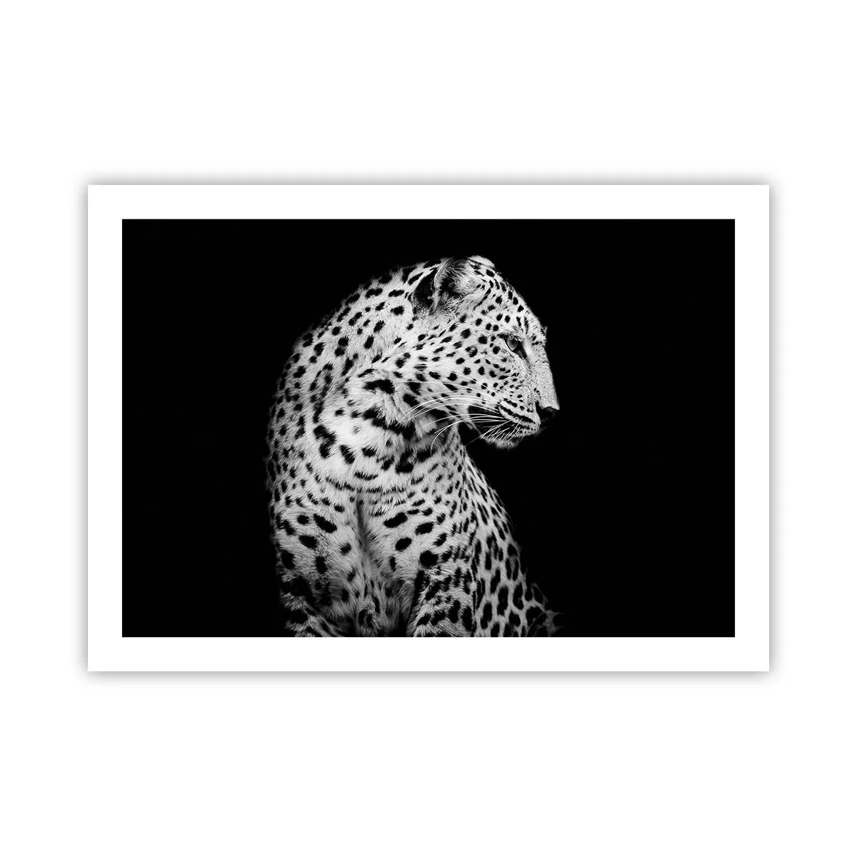 Poszter - Tökéletes jobb  profil! - 70x50 cm