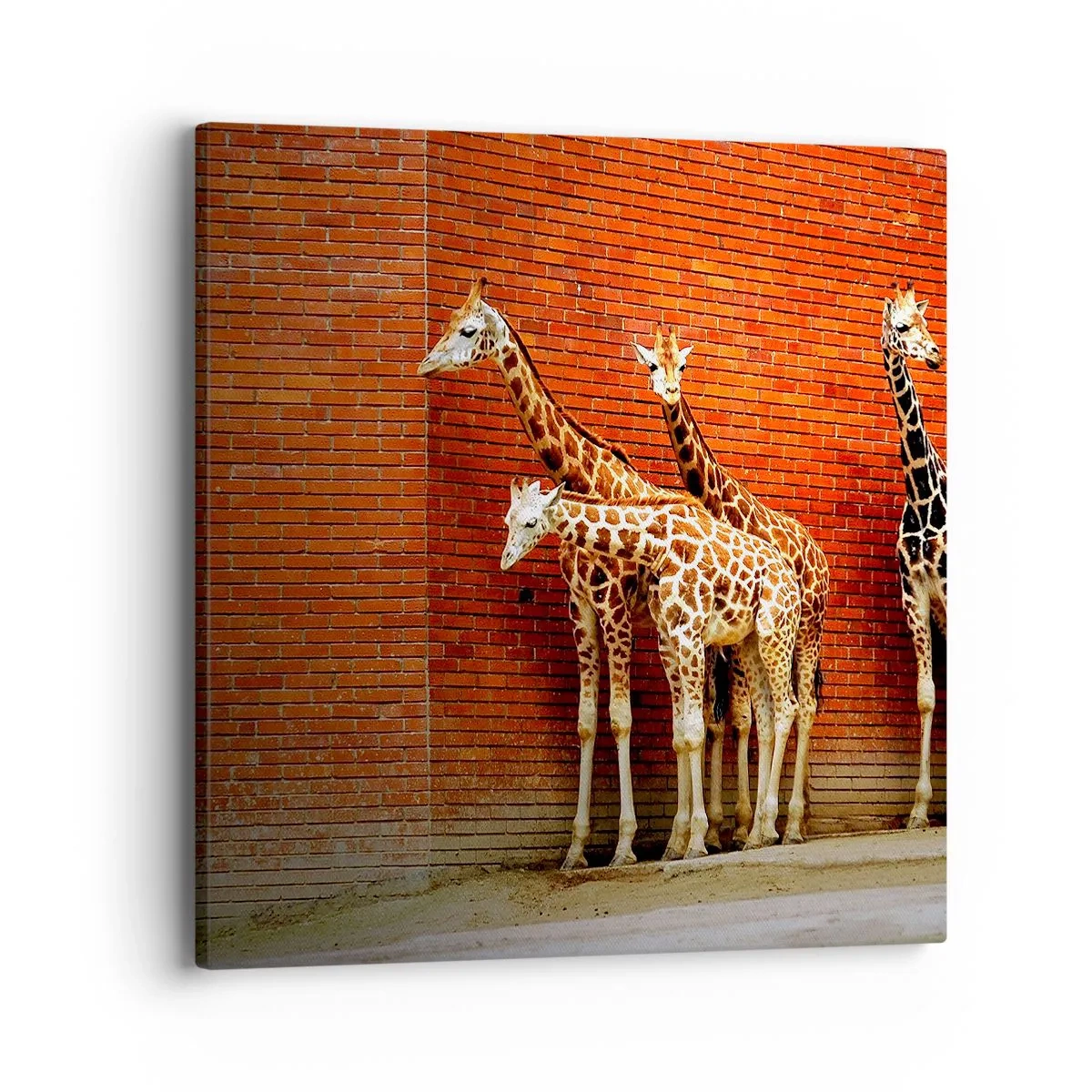 Vászonkép - Láttok akácot? - 40x40 cm