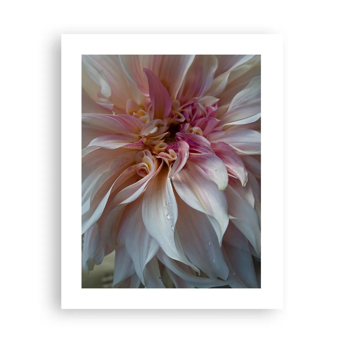 Poszter - Virágzó frissesség - 40x50 cm