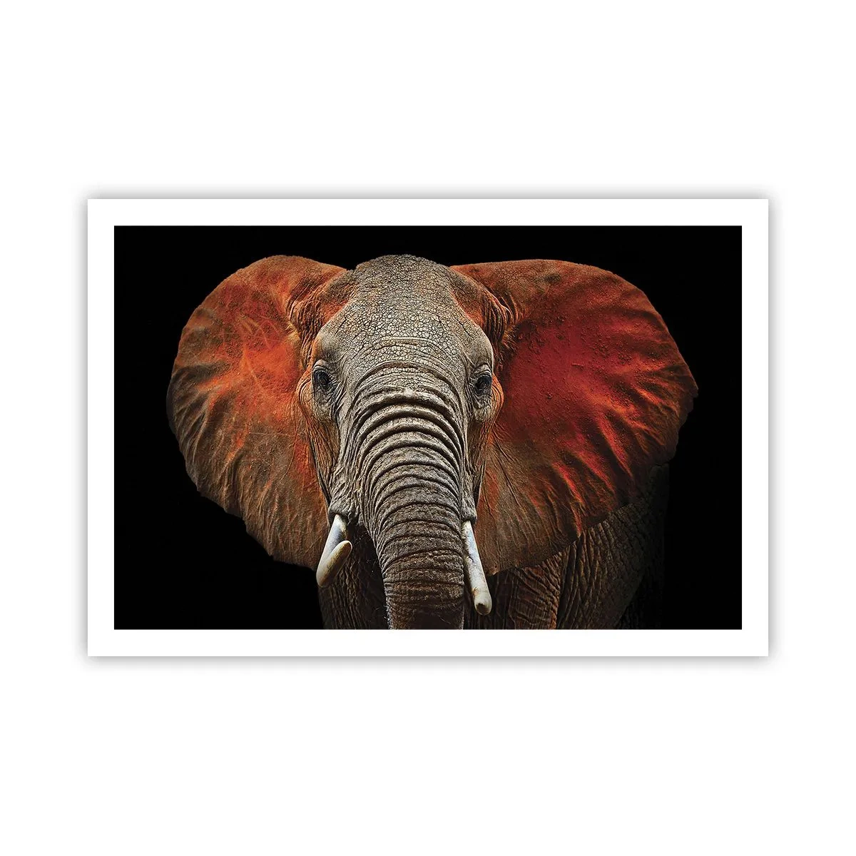 Poszter - Én vad vagyok, és te? - 91x61 cm