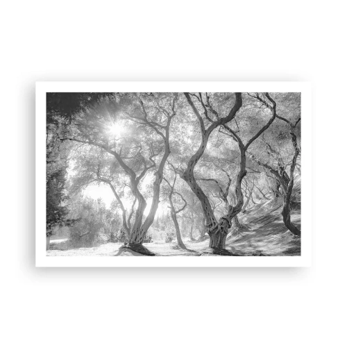 Poszter - Egy olajfaligetben - 91x61 cm