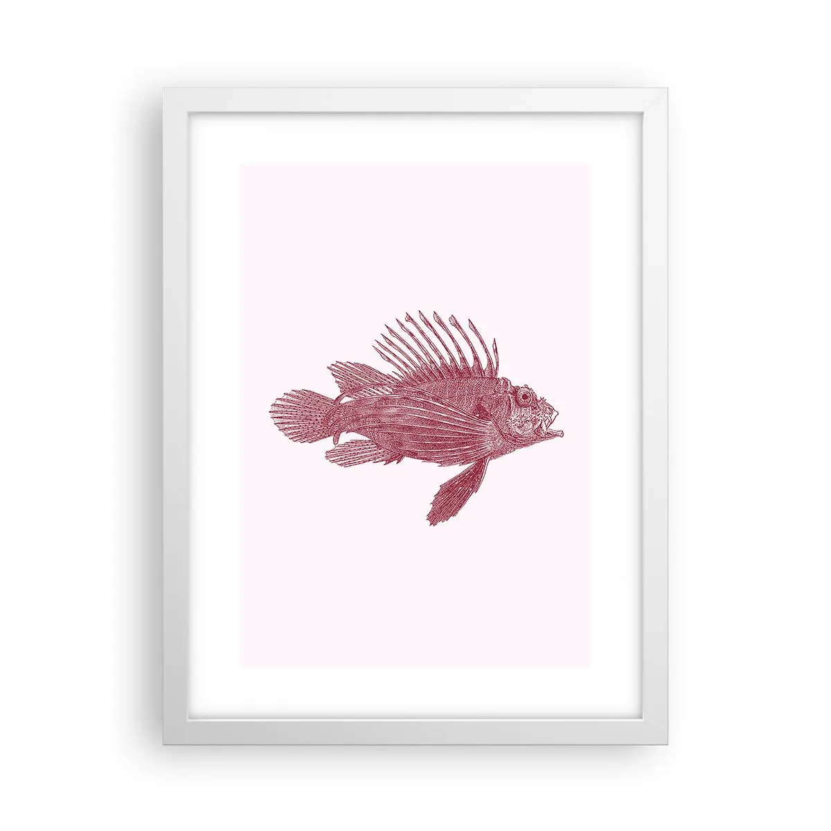 Poszter fekete keretben - Egzotikus vizek lakója - 30x40 cm