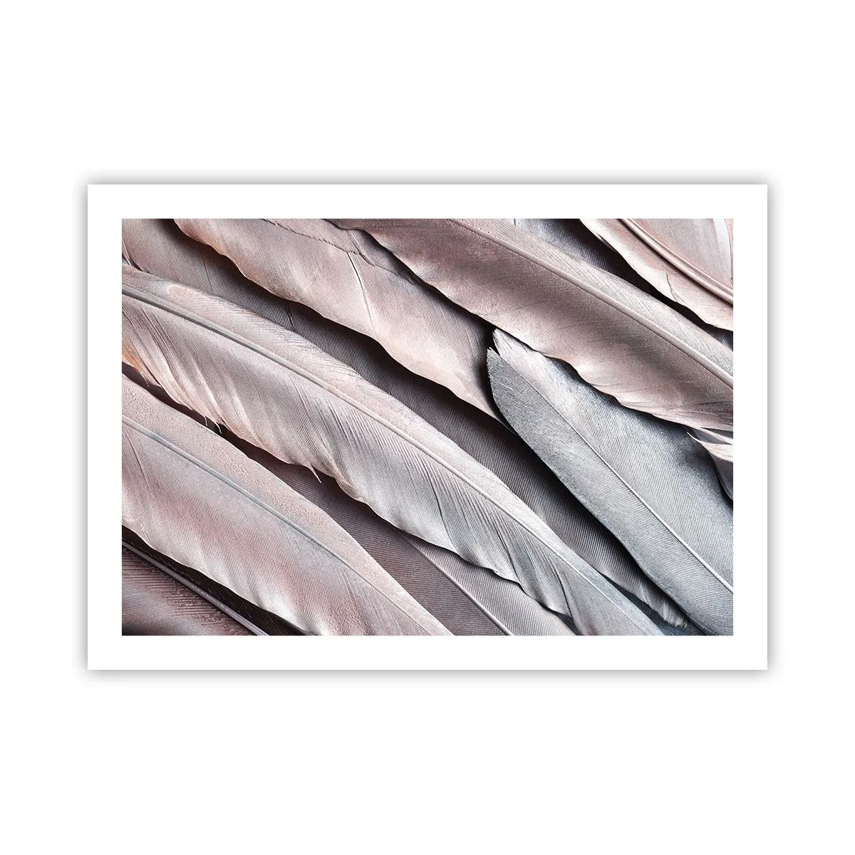 Poszter - Rózsaszín ezüstben - 70x50 cm