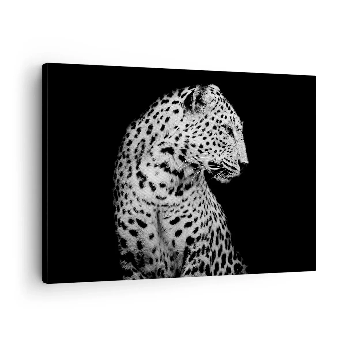Vászonkép - Fekete-fehér kép egy leopárdról fekete háttéren - 70x50cm - Tökéletes jobb  profil! - Modern fali dekoráció nappalihoz és hálószobához ARTTOR