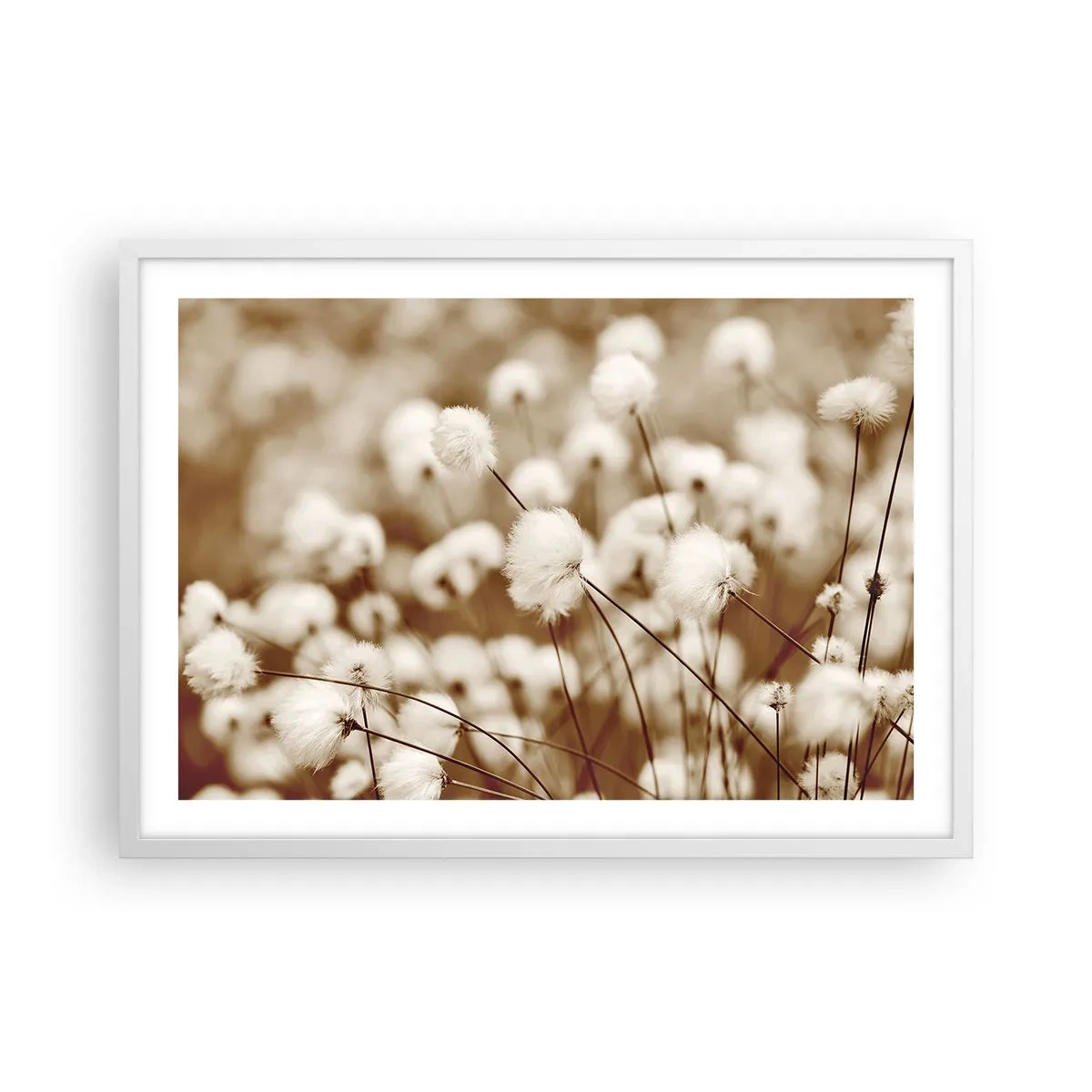 Poszter fekete keretben - Bolyhos termés - 70x50 cm